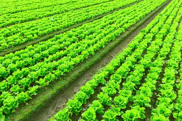 Sorok a frissen ültetett saláta — Stock Fotó