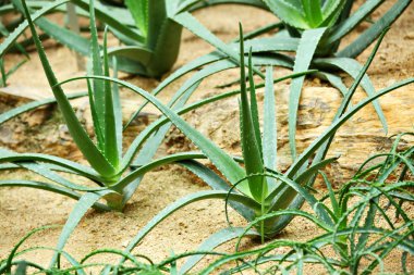 aloe vera