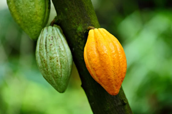 Kakaové lusky — Stock fotografie