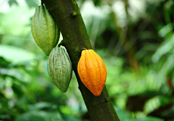Cocoa pods — Stock Photo, Image