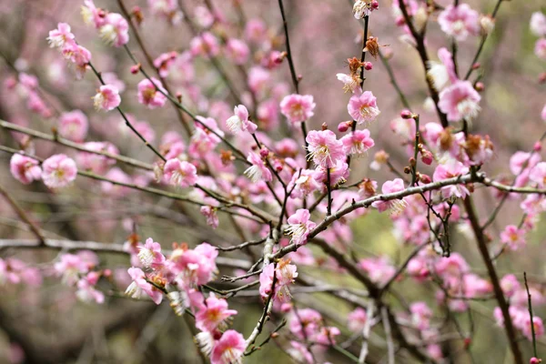 Plommon blomma blomma — Stockfoto