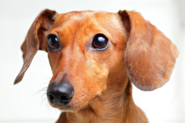 Dachshund Köpek