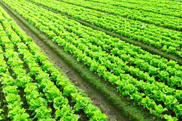 Rows of freshly planted lettuce
