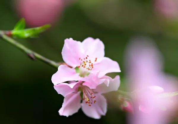 Ροζ λουλούδια που ανθίζουν — Φωτογραφία Αρχείου