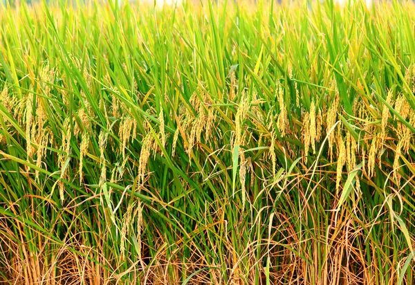 Αναποφλοίωτο ρύζι πεδίο — Φωτογραφία Αρχείου