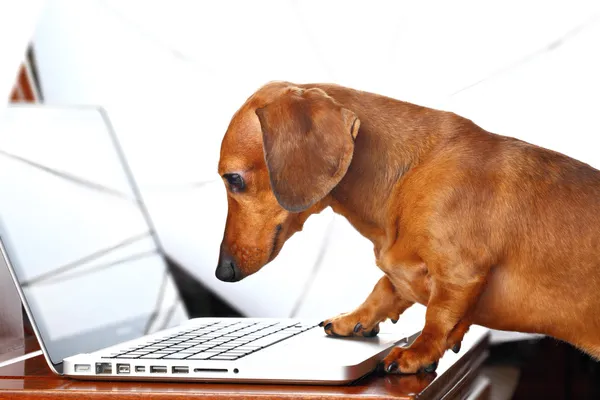 Собака за допомогою комп'ютера Стокове Фото
