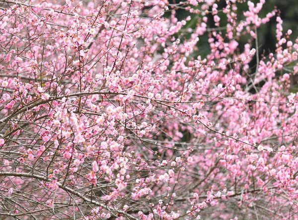 梅の花 — ストック写真