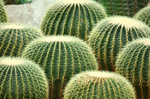 Cactus — Stock Photo, Image