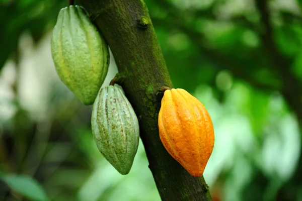 Cacaovrucht — Stockfoto