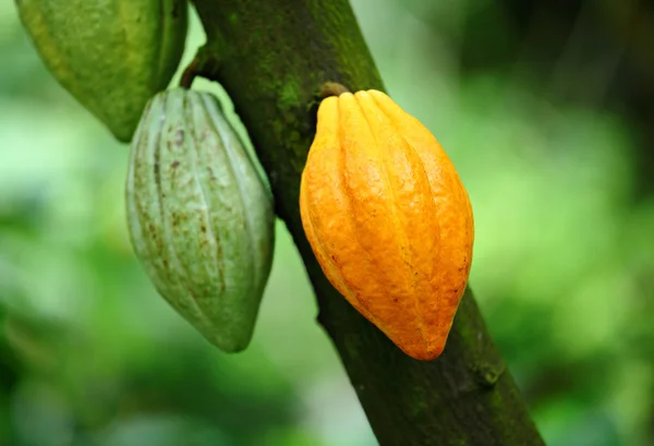 Какао-стручок — стоковое фото