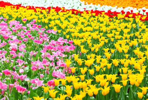 Campo de flores com tulipa — Fotografia de Stock