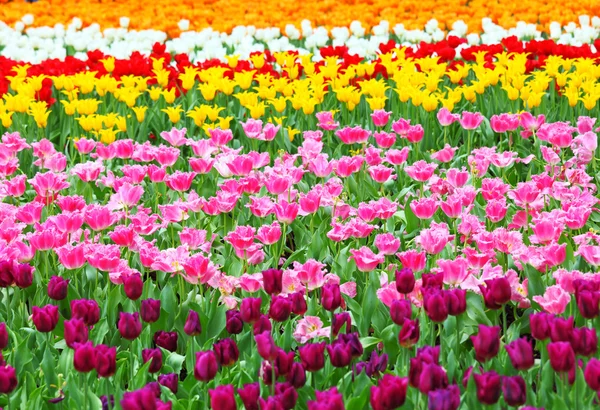 Campo de flores com tulipa — Fotografia de Stock