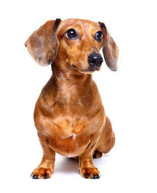 Dachshund Köpek