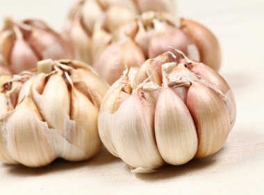 Garlic clipart