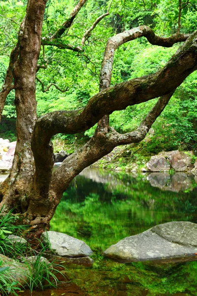 Drzewo i wody w dżungli — Zdjęcie stockowe