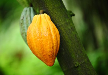 Cocoa pods clipart