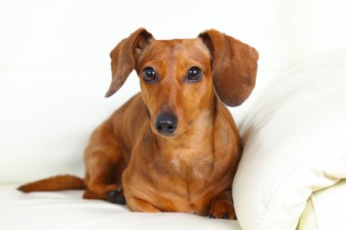 Dachshund dog at home on sofa clipart