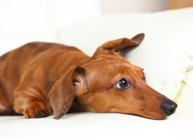 Dachshund Köpek evde kanepe