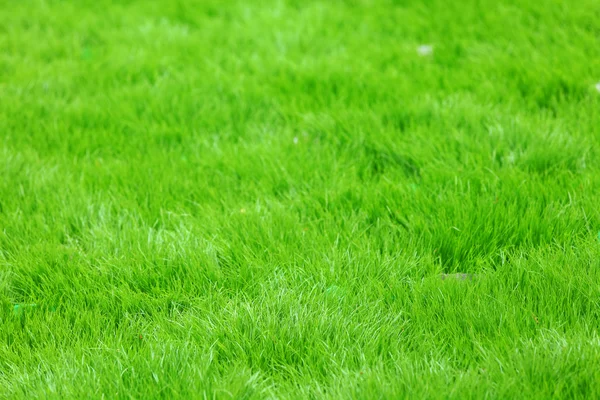 新しいばねの緑の草 — ストック写真