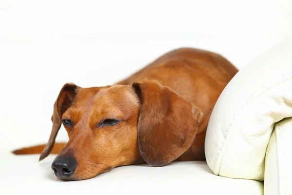 ダックスフント犬の睡眠ソファの上 — ストック写真