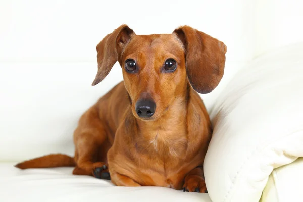 Perro salchicha en casa en el sofá —  Fotos de Stock