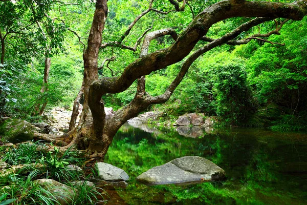 Träd och vatten i djungeln — Stockfoto