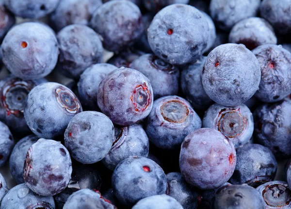 Stock image Blueberry