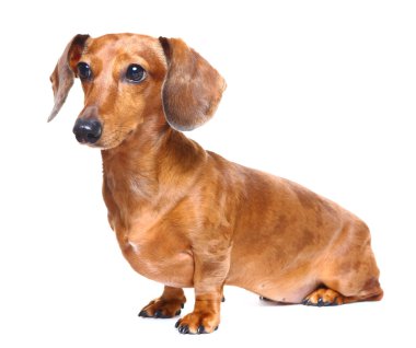 Dachshund Köpek