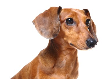 Dachshund Köpek