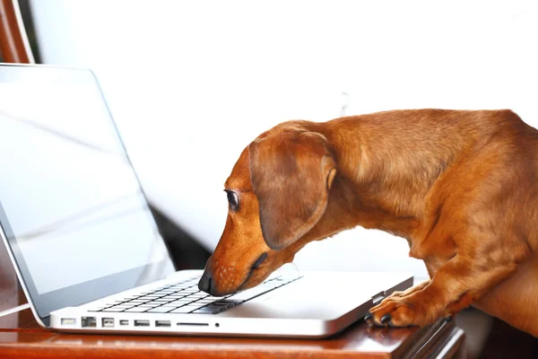 Собака за допомогою комп'ютера — стокове фото