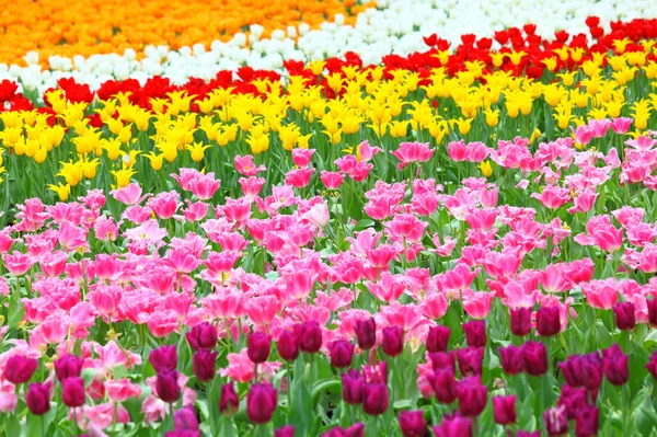 Тюльпан в цветочном поле — стоковое фото
