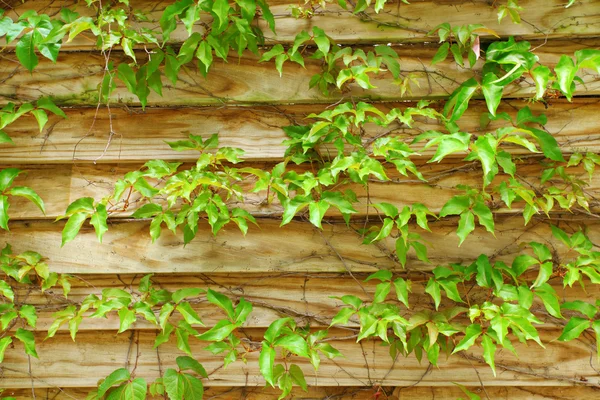 Wood fence with leaf — Stock Photo, Image