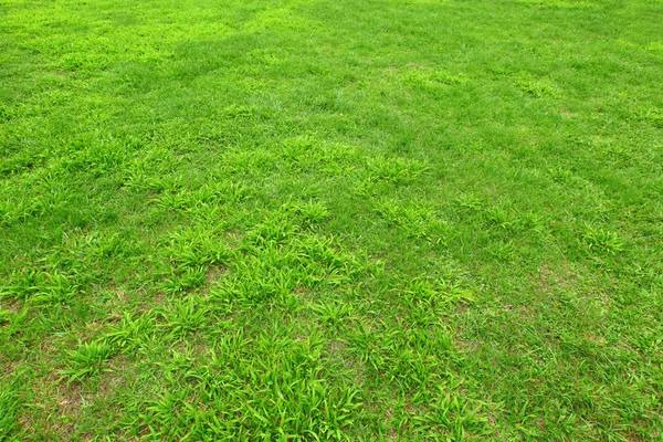 Свежая зеленая трава — стоковое фото