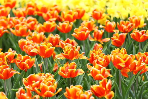 チューリップのカラフルな花のフィールド — ストック写真