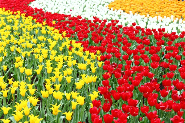 Campo de flores coloridas de tulipa — Fotografia de Stock