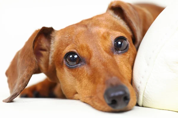 Tax hund hemma på soffan — Stockfoto