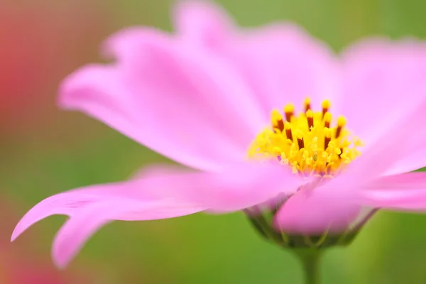 春の花ピンクの花 — ストック写真
