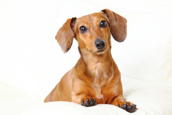 Dachshund dog at home on sofa — Stock Photo, Image