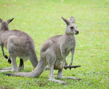 gri kanguru