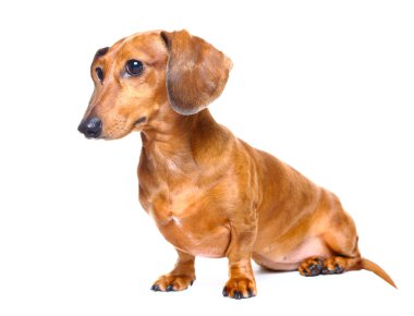 Dachshund Köpek