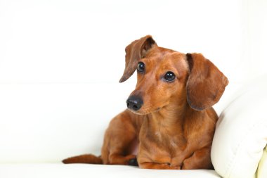 Divan Dachshund Köpek