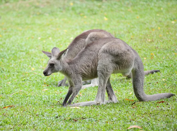 Kanguru — Stok fotoğraf