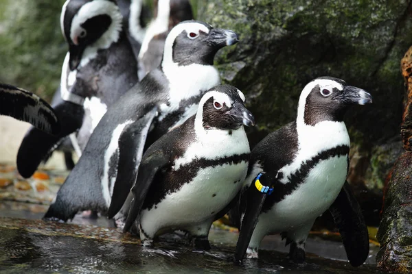 Pinguine — Stockfoto
