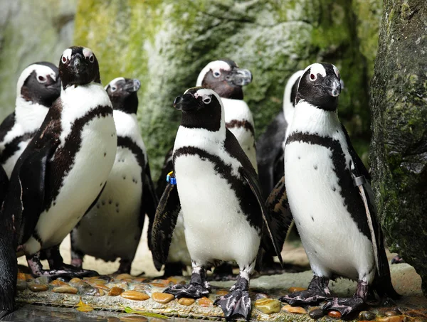 Pinguins. — Fotografia de Stock