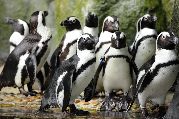 Pinguins. — Fotografia de Stock