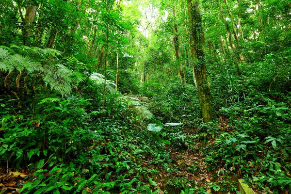 Paesaggio tropicale della foresta pluviale — Foto Stock
