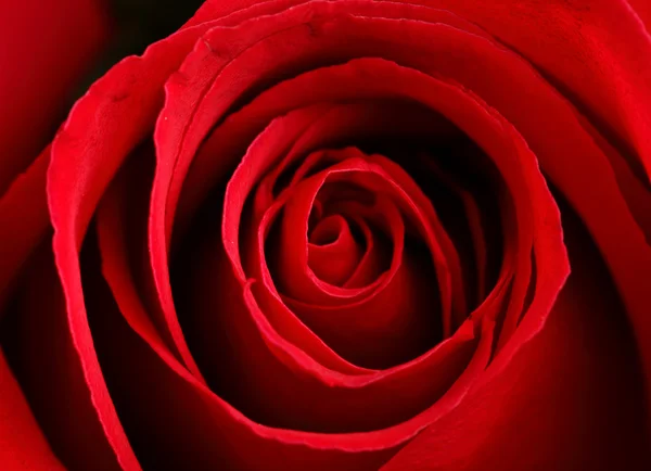 붉은 장미를 클로즈업 — 스톡 사진