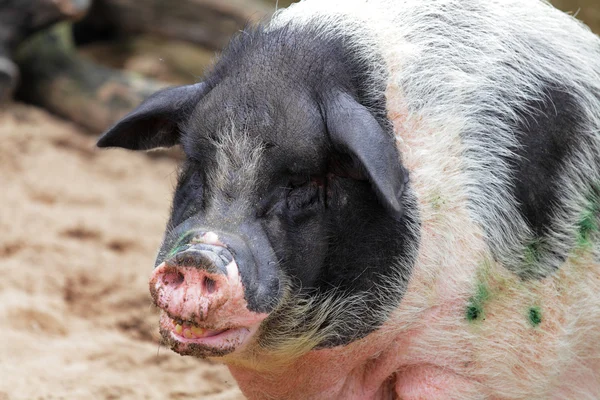 Fat pig — Stock Photo, Image
