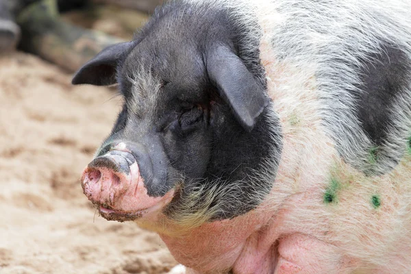 大きな脂肪豚 — ストック写真