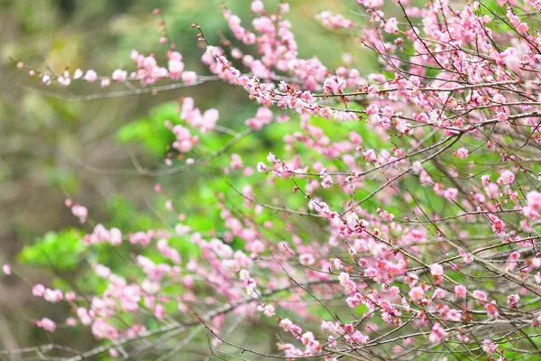 Plommon blomma blomma — Stockfoto